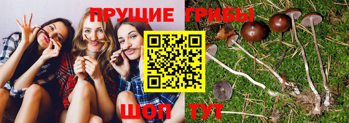 Кунгур  Псилоцибиновые грибы мухоморы  Галлюциногенные грибы Cubensis  наркота  Вход с VPN 